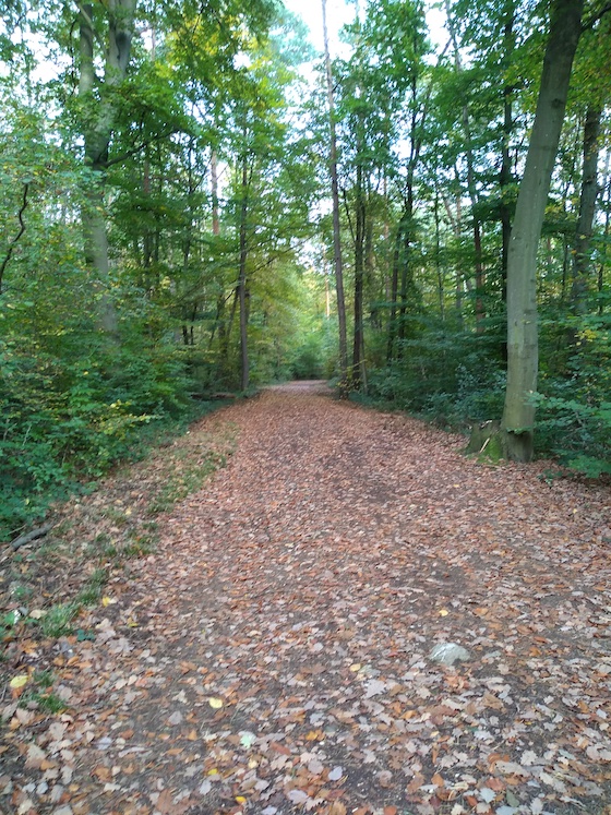 green forest with road covered in autumn leaves