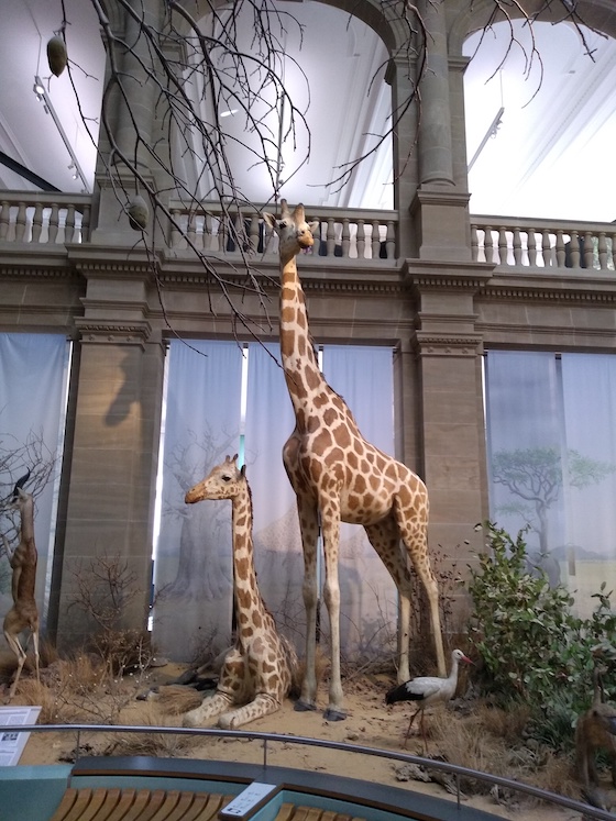 Savanna exhibit showing giraffe at Museum Koenig natural history museum