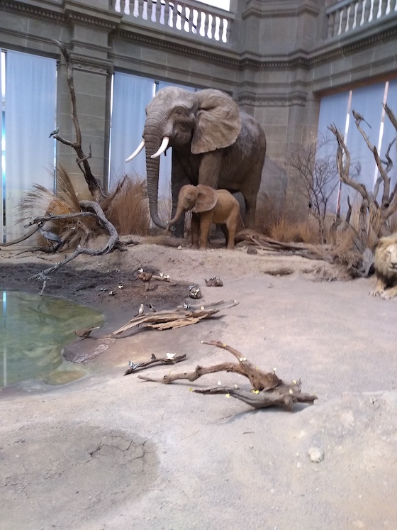 Savanna exhibit showing elephants at Museum Koenig natural history museum